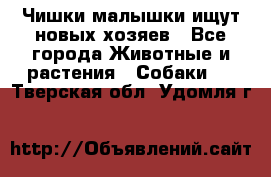   Чишки-малышки ищут новых хозяев - Все города Животные и растения » Собаки   . Тверская обл.,Удомля г.